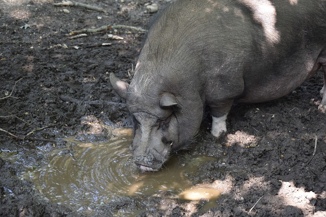 的賽事表現 的賽事表現