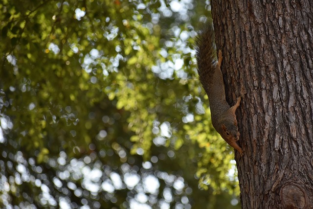 利拉德的防 利拉德的防